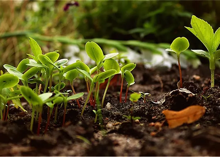 Hierschel ゲストハウス